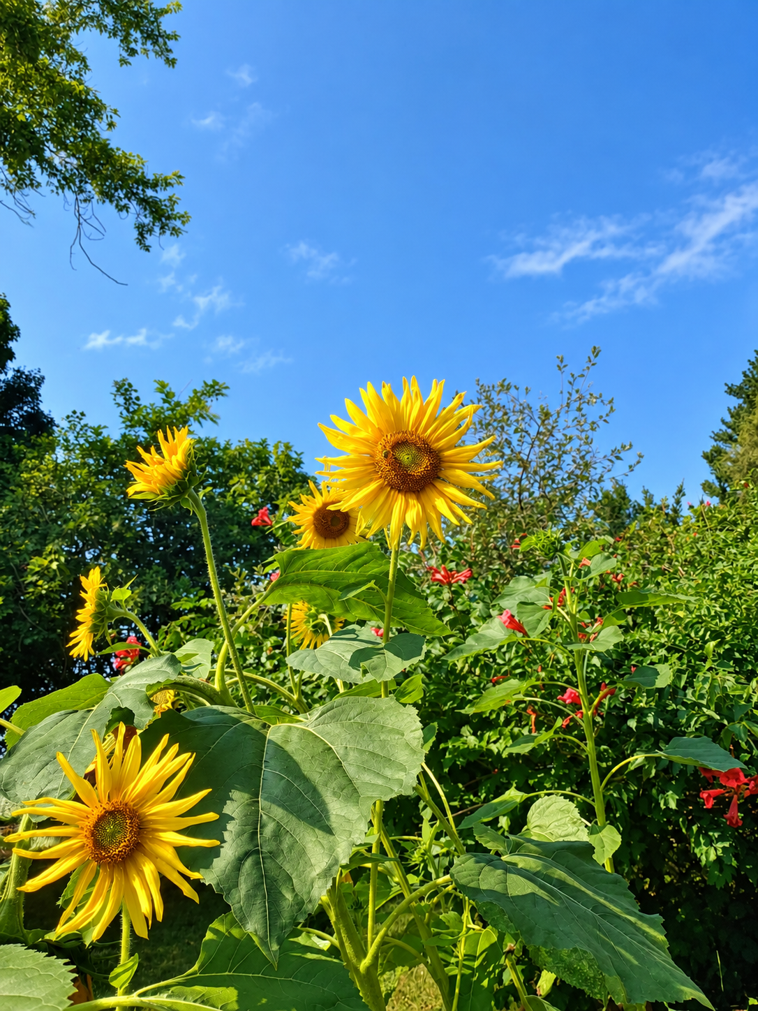 Sunflower